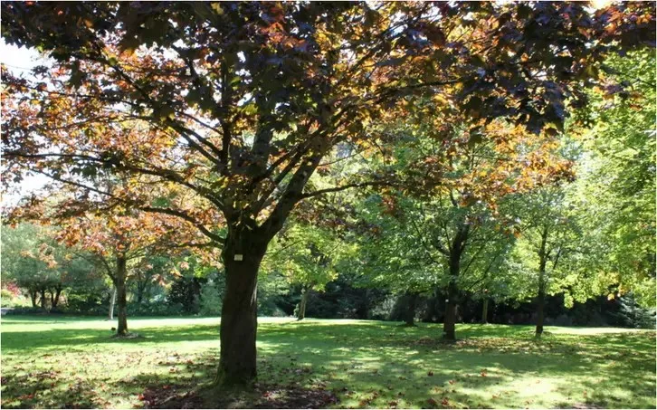 Top Tree Privacy Policy Service Newark Tree Removal